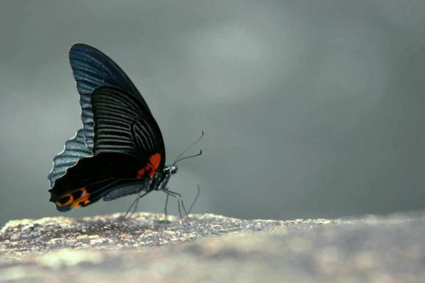 ถามวิธีคิดข้อนี้ค่ะ เรื่องตรีโกณมิติประยุกต์